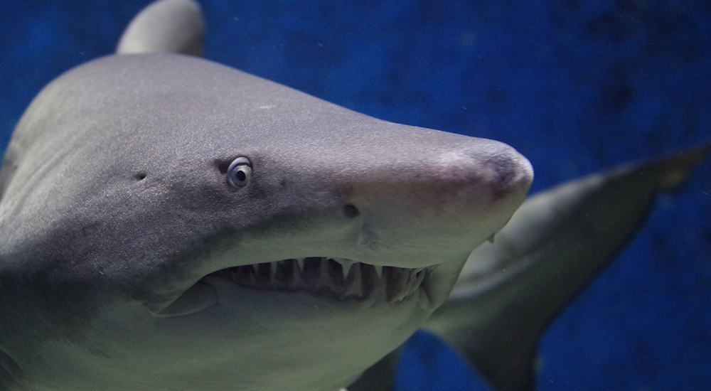 Kevin O’Leary enters the #ETF #SharkTank; DFA too!